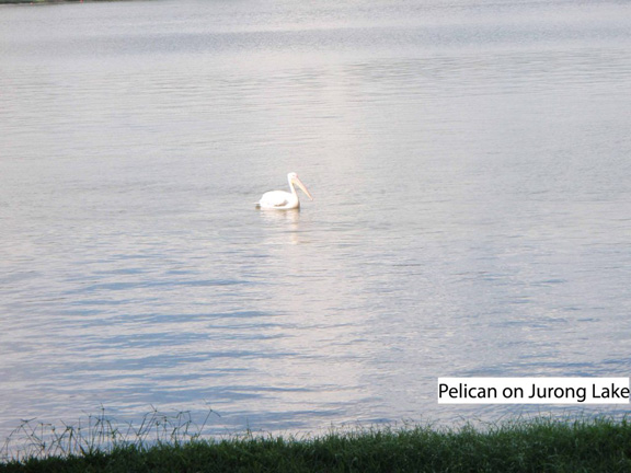 Pelican On Jurong Lake